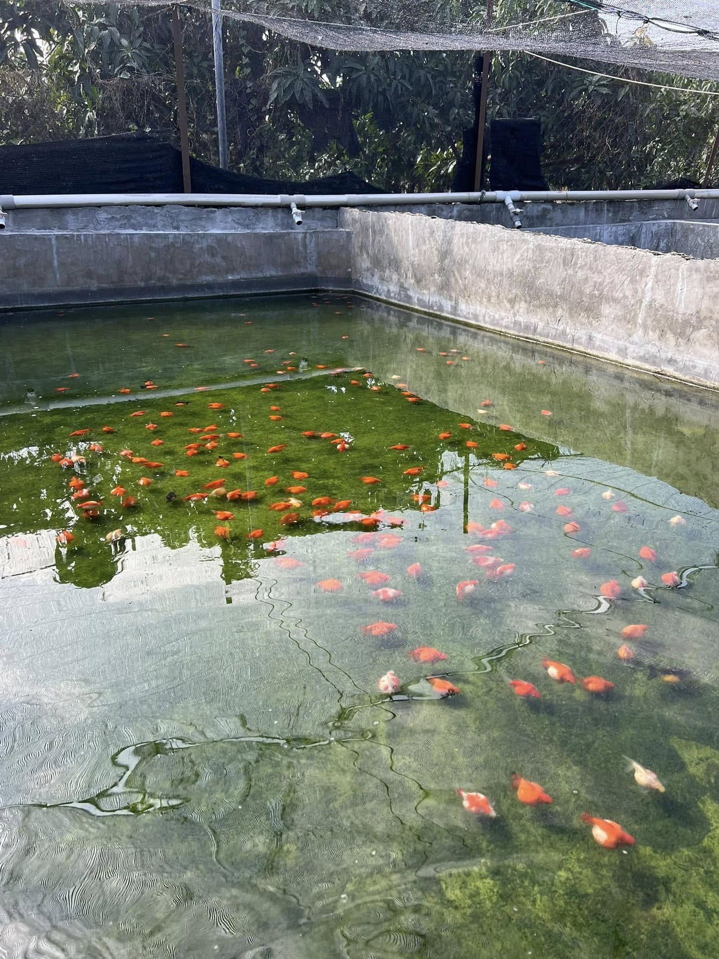 阿岳金魚養殖池