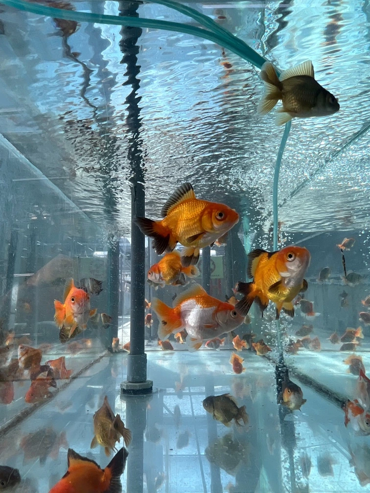 養魚新手入門