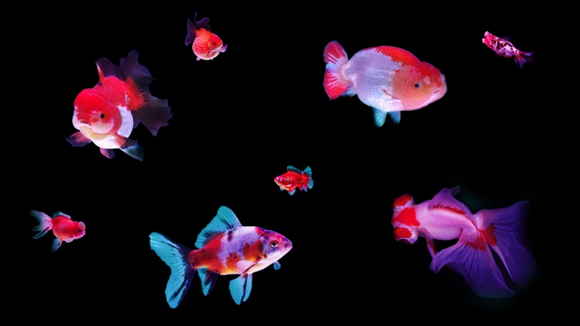 金魚的分類