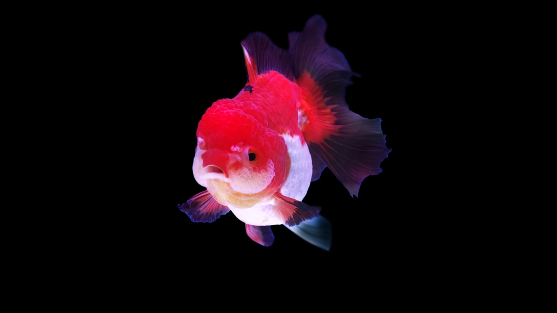 獅頭金魚特寫