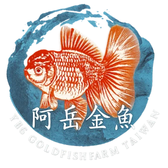 阿岳金魚